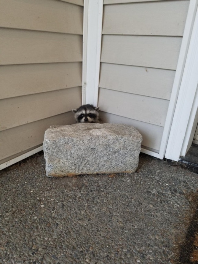 Illustration de l'article : 27 situations inattendues dans lesquelles se sont retrouvés certains animaux