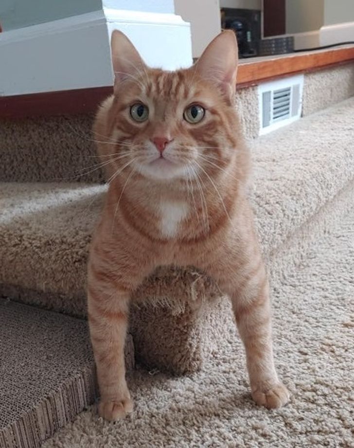 Illustration de l'article : Ces 20 animaux qui font tout pour faire croire qu'ils ont une vie très fatigante