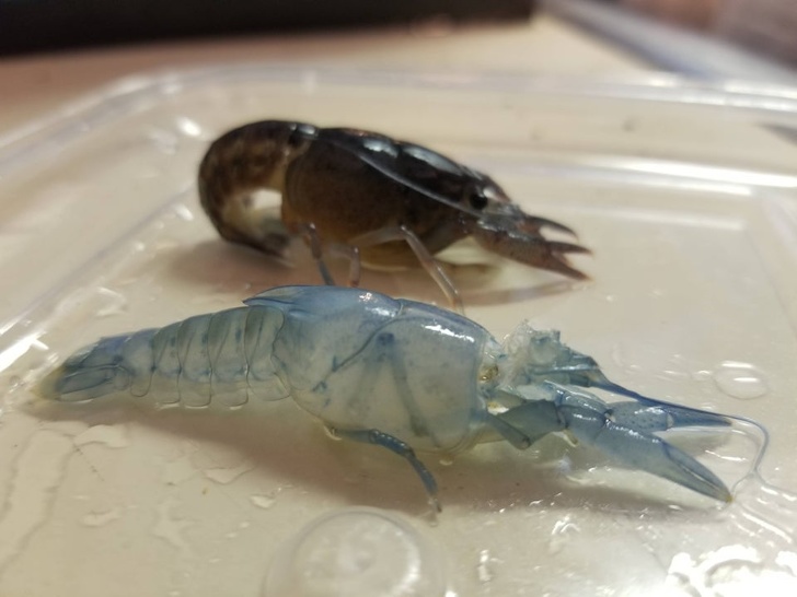 Illustration de l'article : Ces 27 choses rares mais qui ont existé un jour