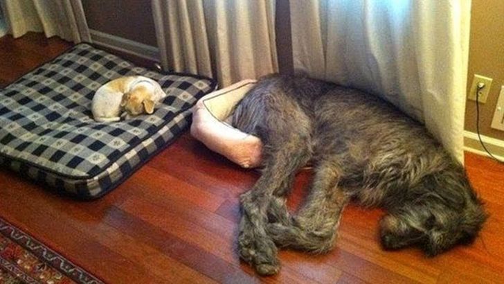 Illustration de l'article : Ces 20 animaux qui font tout pour faire croire qu'ils ont une vie très fatigante