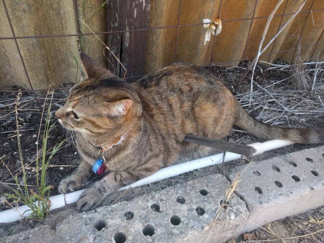 Illustration de l'article : 25 photos qui donnent des frissons en les regardant