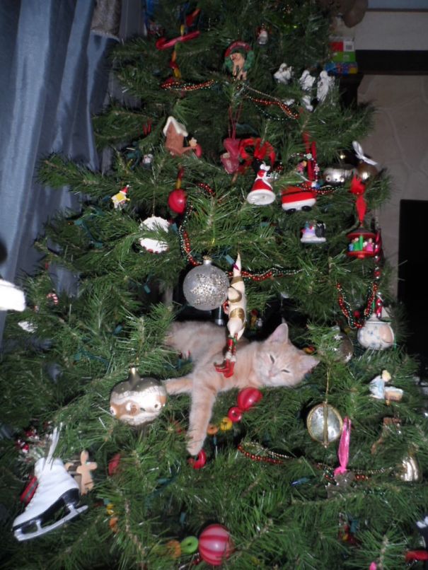 Illustration de l'article : 20 chiens et chats qui ont ruiné Noël en s’en prenant au sapin