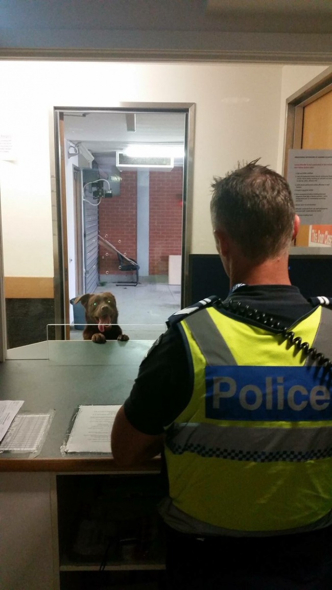 Illustration de l'article : 27 situations inattendues dans lesquelles se sont retrouvés certains animaux