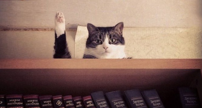 Illustration de l'article : 17 chats immortalisés au bon moment