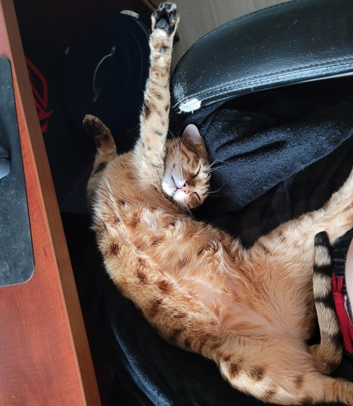 Illustration de l'article : Ces 20 photos d'animaux de compagnie en plein sommeil