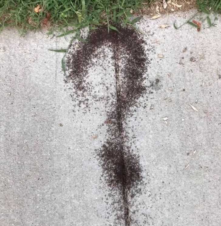 Illustration de l'article : Ces 20 photos illustrant quelques frayeurs de la nature