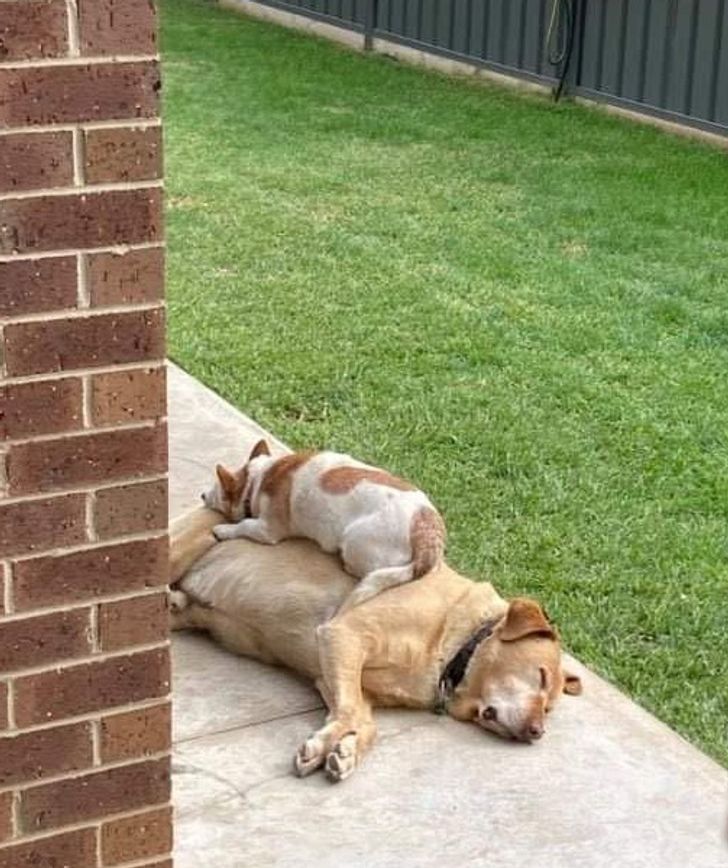 Illustration de l'article : Ces 19 photos illustrant les plus belles amitiés entre animaux de compagnie