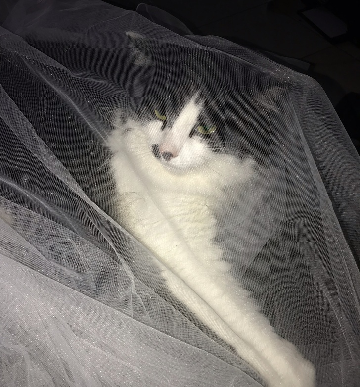 Illustration de l'article : Ces 23 photos originales de mariage pas comme les autres