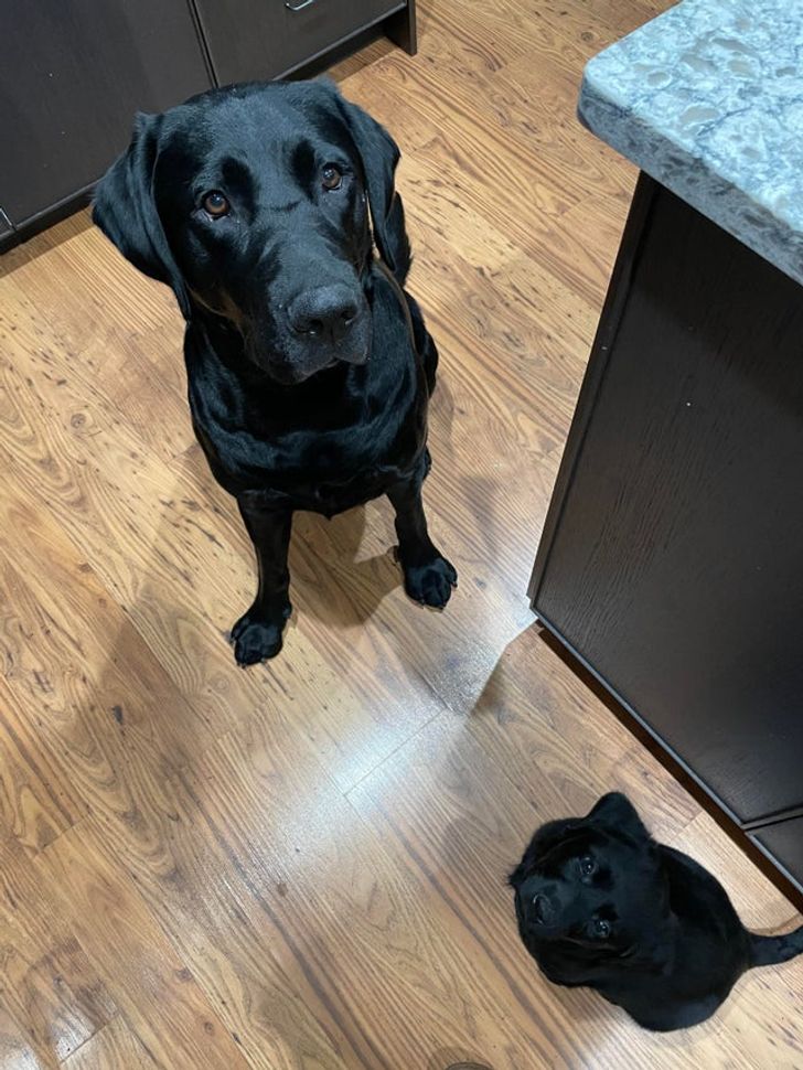 Illustration de l'article : Ces 19 photos illustrant les plus belles amitiés entre animaux de compagnie