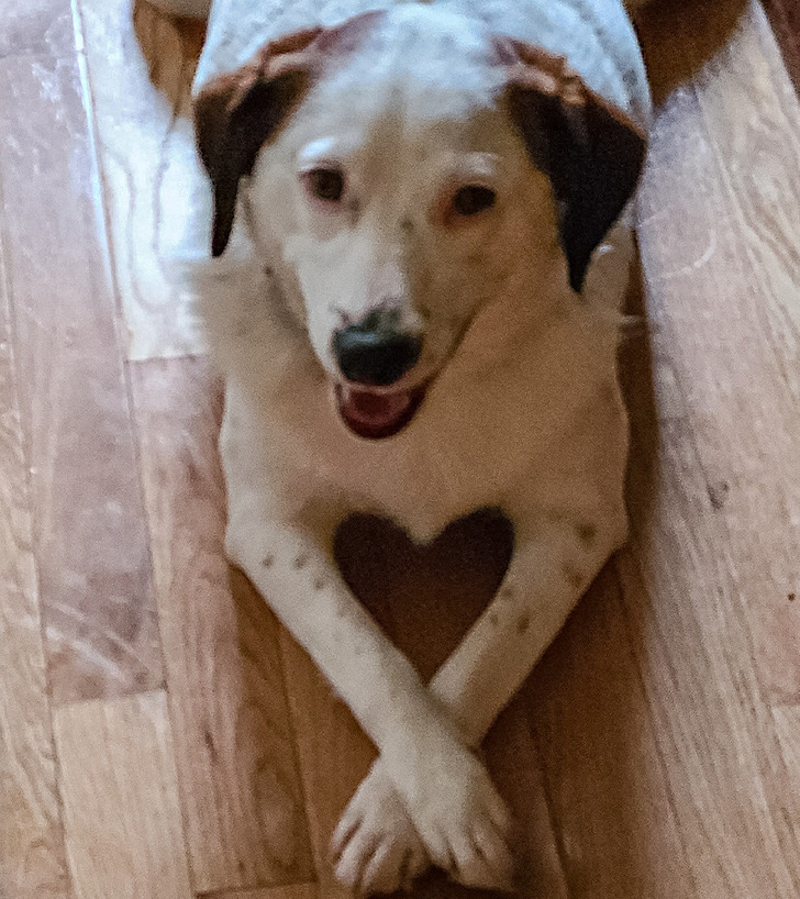 Illustration de l'article : Ces 18 photos de situations satisfaisantes prises au bon moment