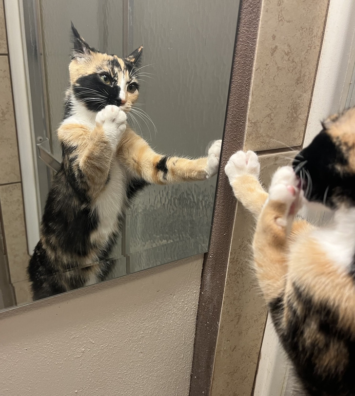 Illustration de l'article : Ces 17 photos prises au bon moment au bon endroit