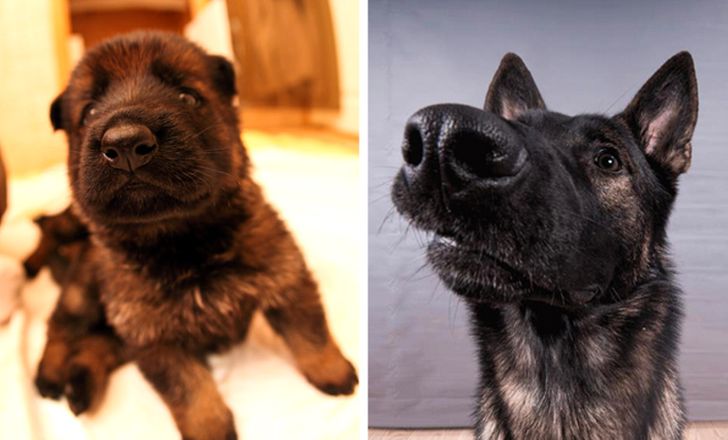 Illustration de l'article : Ces 20 photos de chiens et de chats qui sont devenus géants