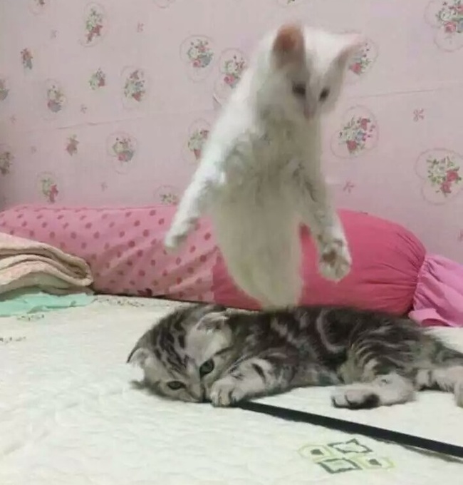 Illustration de l'article : Il est facile de prendre une chose pour une autre comme le montrent ces 20 photos