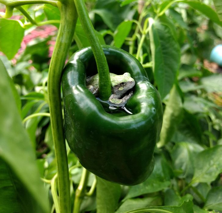 Illustration de l'article : Ces 20 photos qui illustrent les originalités de la nature