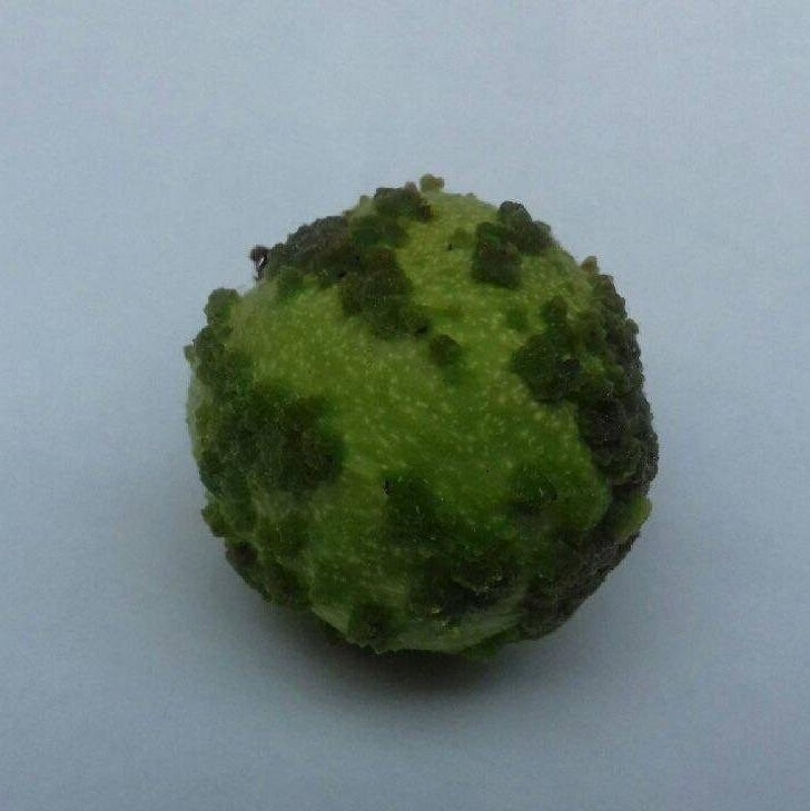 Illustration de l'article : Ces 15 curiosités qui montrent qu'on ne connait pas tout