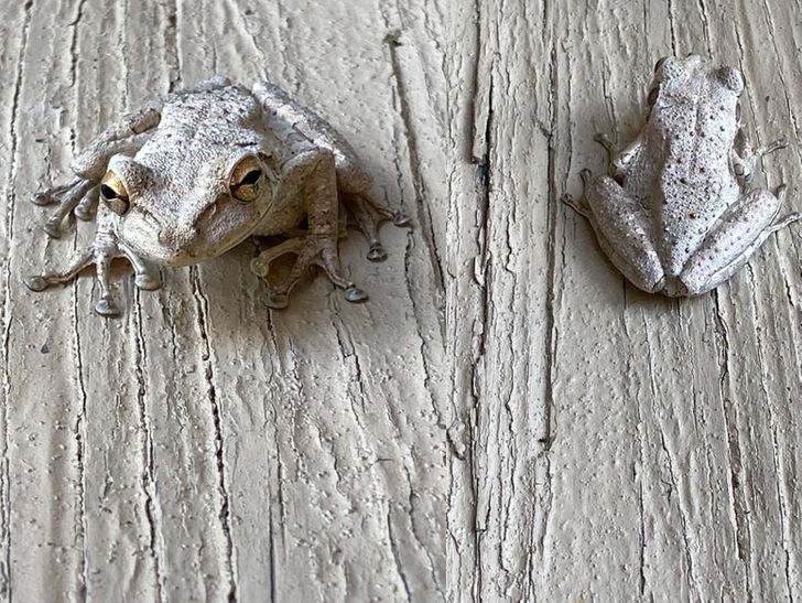 Illustration de l'article : Ces 19 photos qui montrent des situations satisfaisantes pour l'oeil