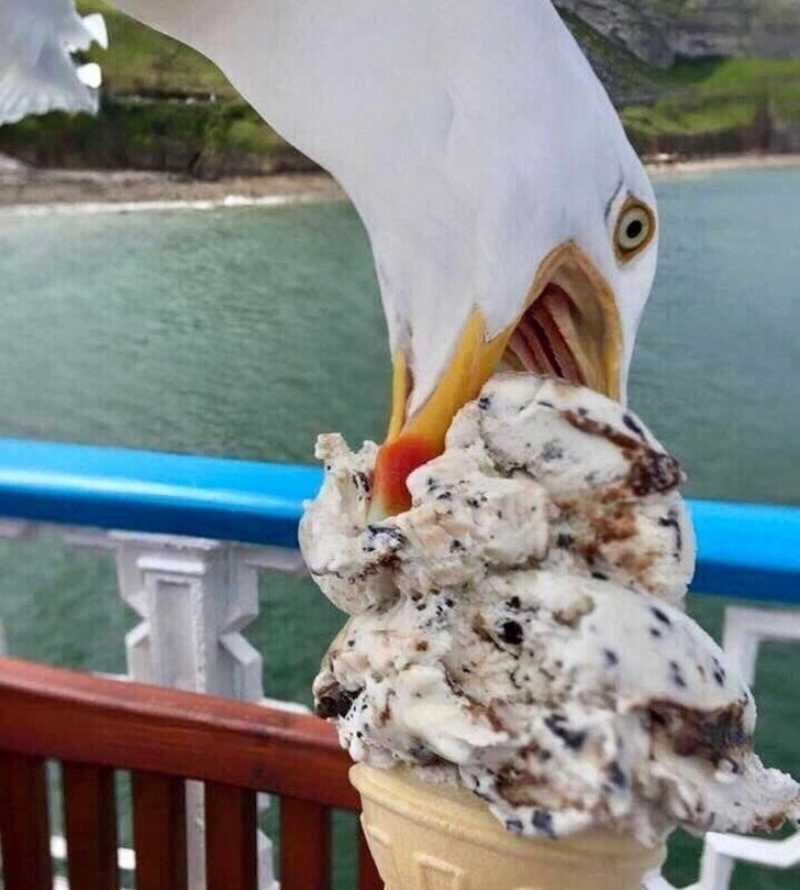 Illustration de l'article : Ces 19 photos devenues mémorables grâce à leur arrière-plan