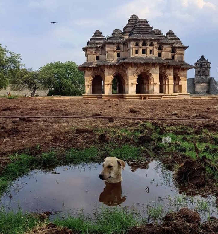 Illustration de l'article : Ces 21 photos qui montrent que l'été peut parfois être difficile à vivre