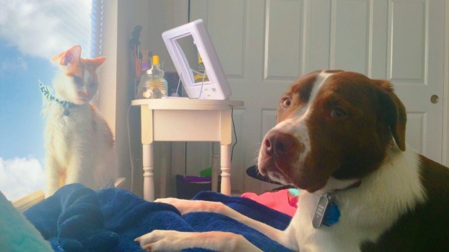 Illustration de l'article : 26 photos captivantes ayant été prises par erreur