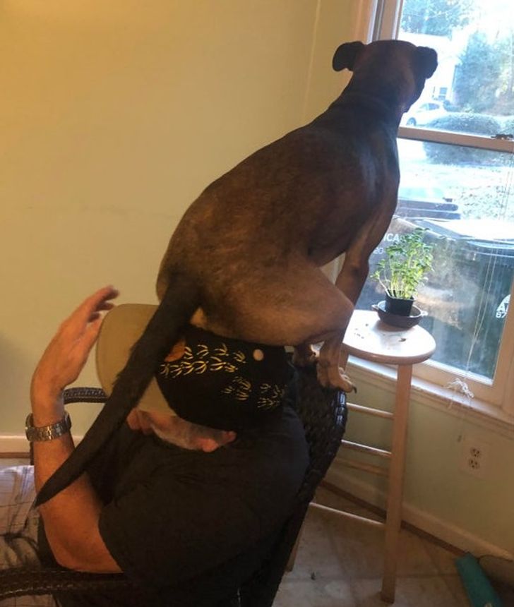 Illustration de l'article : Ces 20 animaux qui font tout pour faire croire qu'ils ont une vie très fatigante