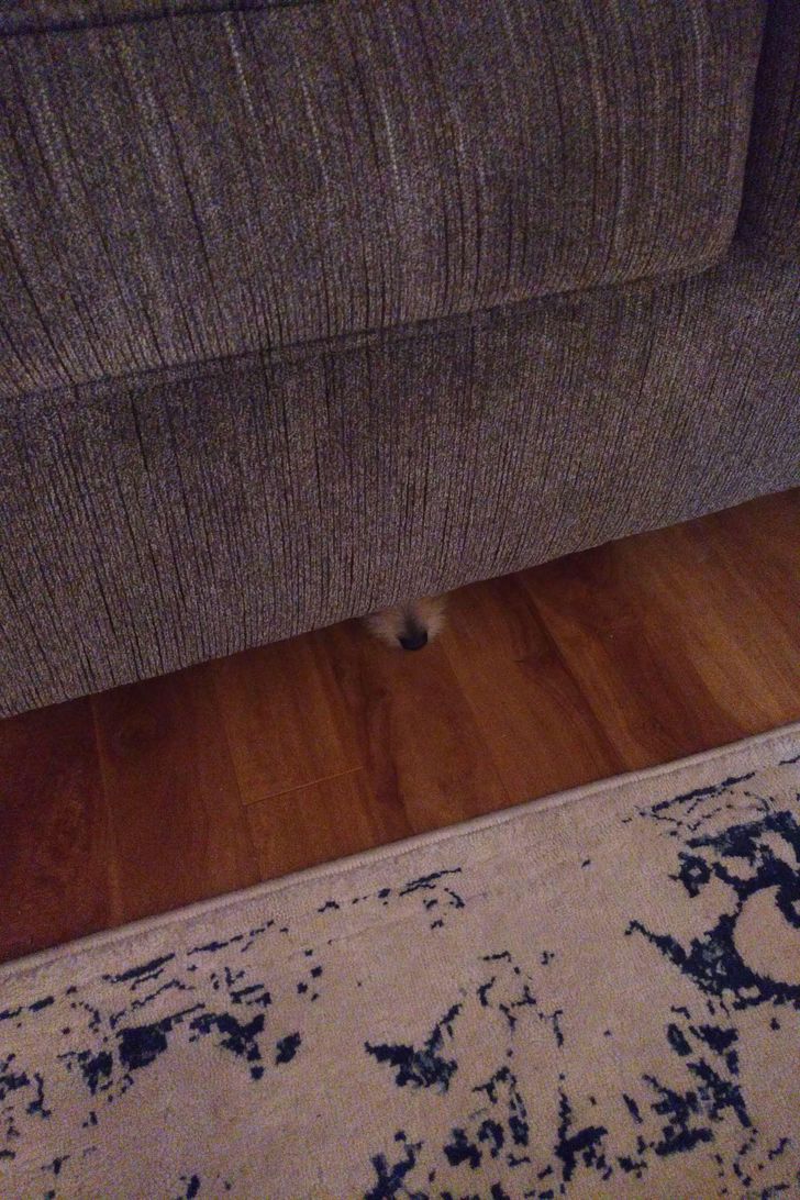 Illustration de l'article : Ces 19 photos illustrant les piètres talents des animaux de compagnie au jeu de cache-cache