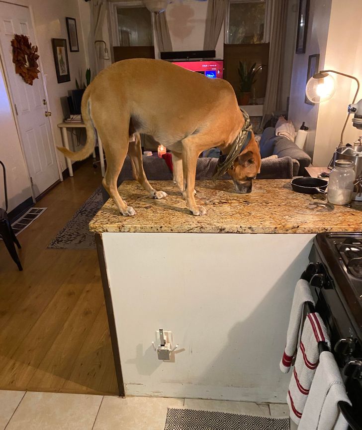 Illustration de l'article : Ces 15 photos de chiens qui se prennent pour des chats