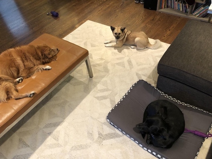 Illustration de l'article : Ces 24 photos de personnes qui aiment faire les choses correctement