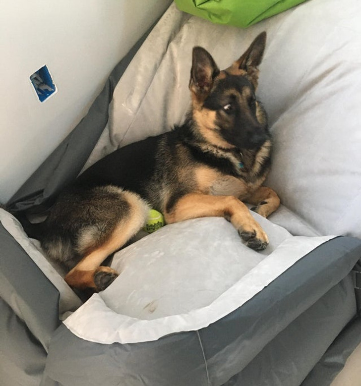 Illustration de l'article : Les joies du quotidien avec des animaux et des enfants en 20 clichés amusants