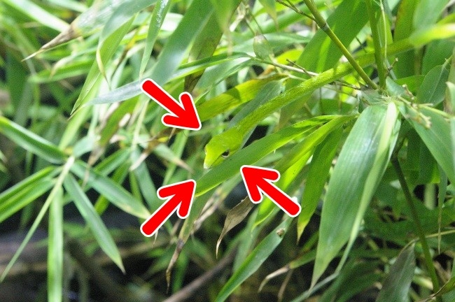 Illustration de l'article : Si vous n'avez pas une vision parfaite, vous ne trouverez pas les animaux cachés sur ces 10 photos !