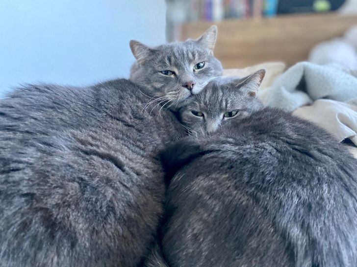 Illustration de l'article : Ces 19 photos illustrant les plus belles amitiés entre animaux de compagnie