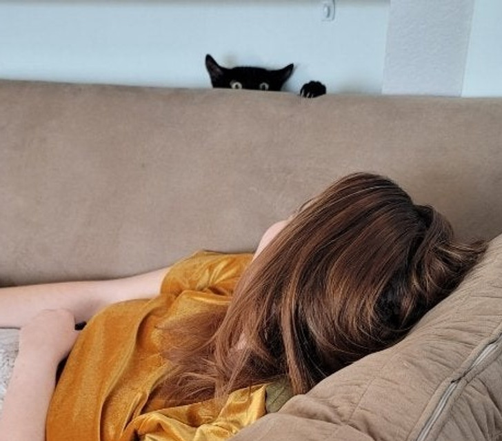 Illustration de l'article : Les joies du quotidien avec des animaux et des enfants en 20 clichés amusants