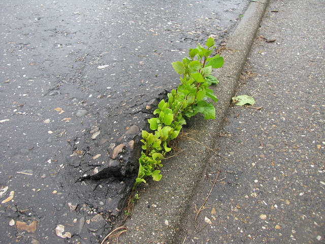 Illustration de l'article : Ces 24 photos qui montrent que la nature reprend toujours le dessus