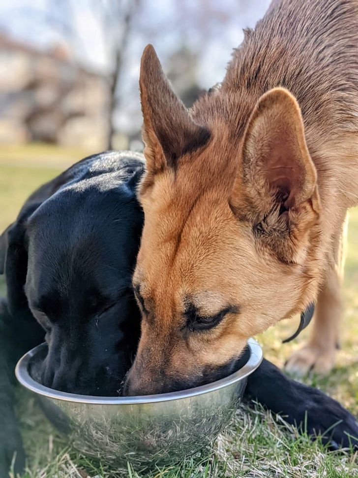 Illustration de l'article : Ces 19 photos illustrant les plus belles amitiés entre animaux de compagnie