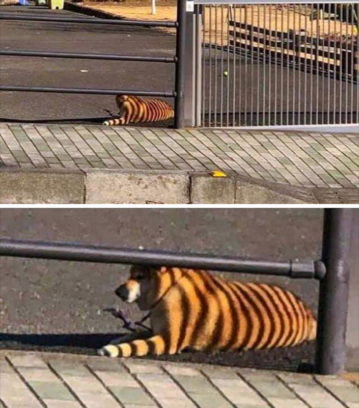 Illustration de l'article : Ces 20 photos qui ont été prises au plus parfait des moments