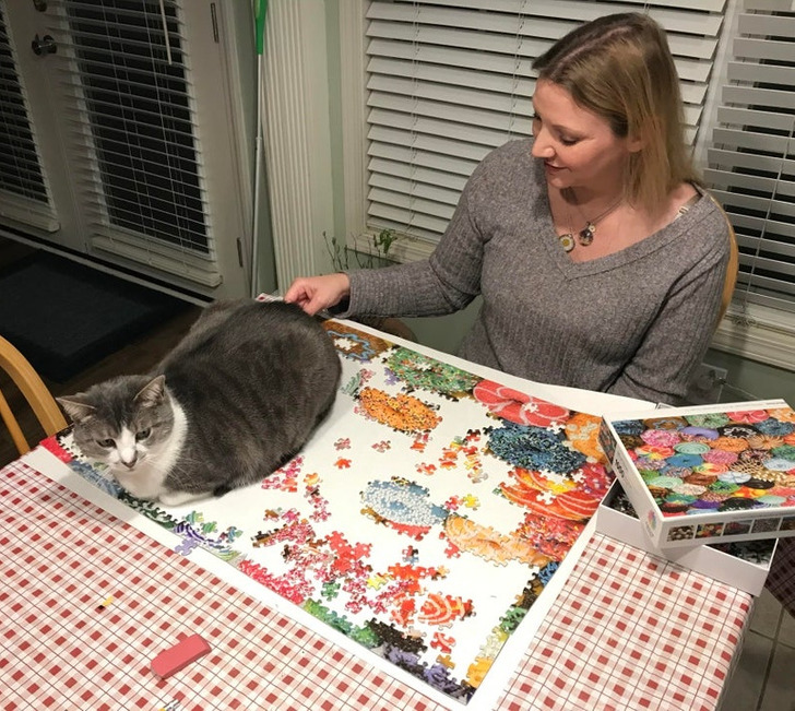 Illustration de l'article : Ces 19 photos de chats qui défient toutes les lois établies