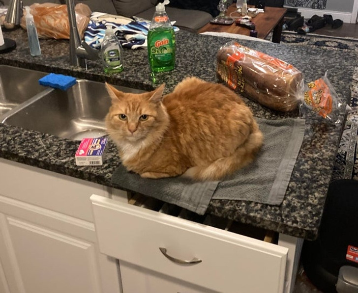 Illustration de l'article : Ces 19 photos de chats qui défient toutes les lois établies