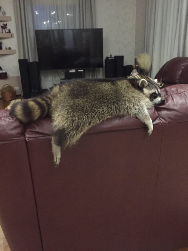 Illustration de l'article : 24 personnes ayant découvert des choses improbables dans leurs maisons