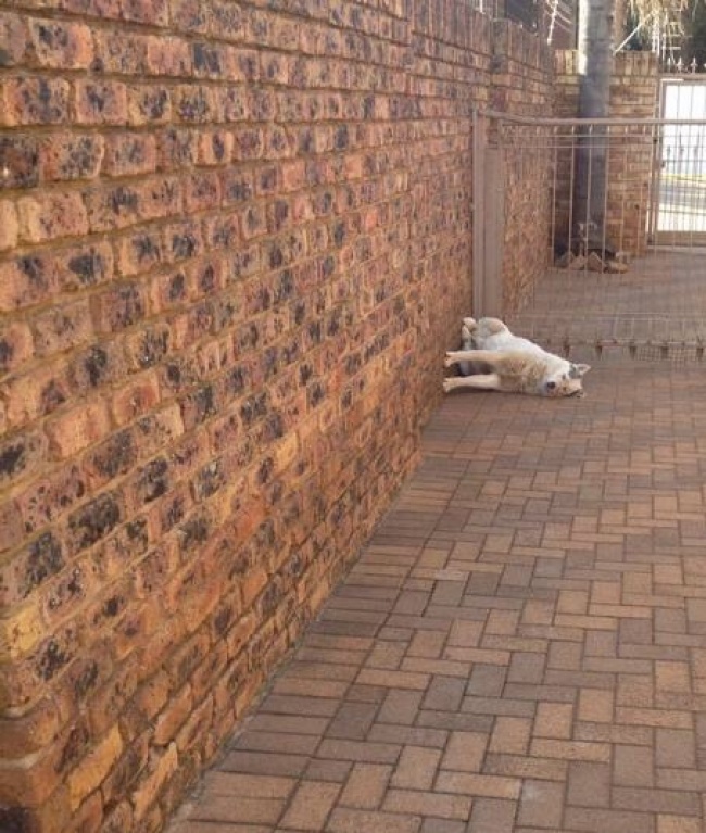 Illustration de l'article : 24 photos déroutantes où l'impensable s'est produit