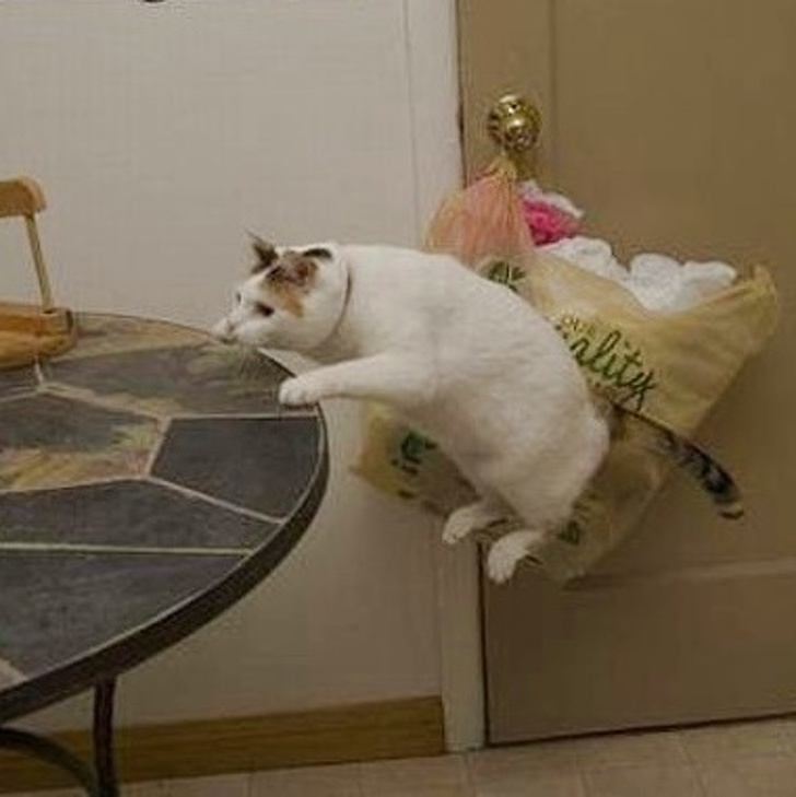 Illustration de l'article : Ces 20 photos déclenchées quand il le fallait