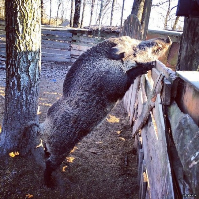 Illustration de l'article : 27 situations inattendues dans lesquelles se sont retrouvés certains animaux