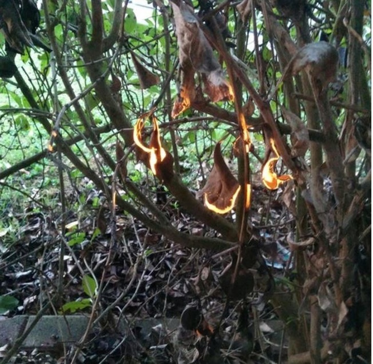 Illustration de l'article : Ces 21 photos de choses difficiles à expliquer