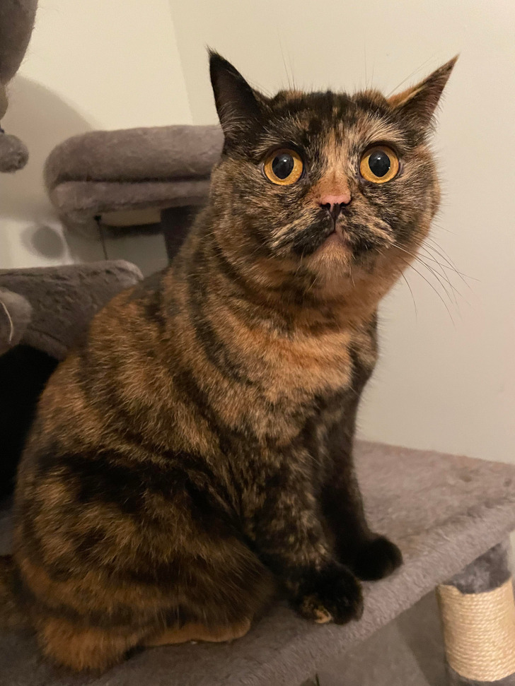 Illustration de l'article : Ces 17 photos qui montrent que Dame Nature a de l'humour