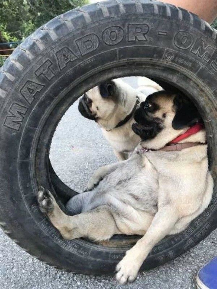 Illustration de l'article : Ces 16 photos dont il est difficile de comprendre la situation