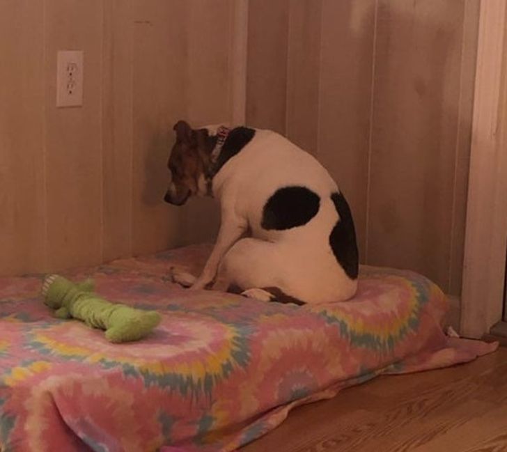 Illustration de l'article : Ces 20 animaux qui font tout pour faire croire qu'ils ont une vie très fatigante