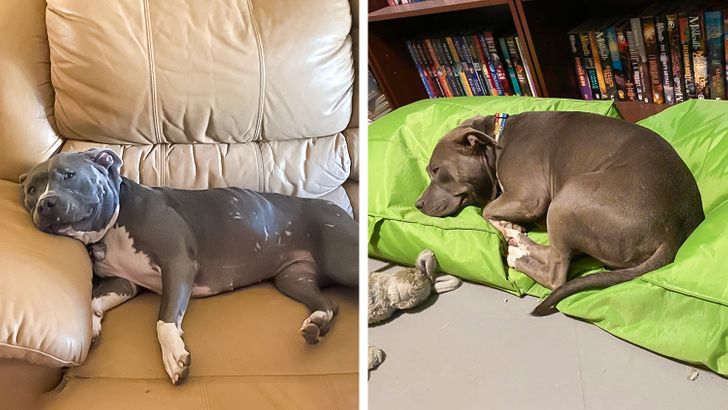 Illustration de l'article : Ces 17 photos d'animaux qui ont trouvé un foyer aimant