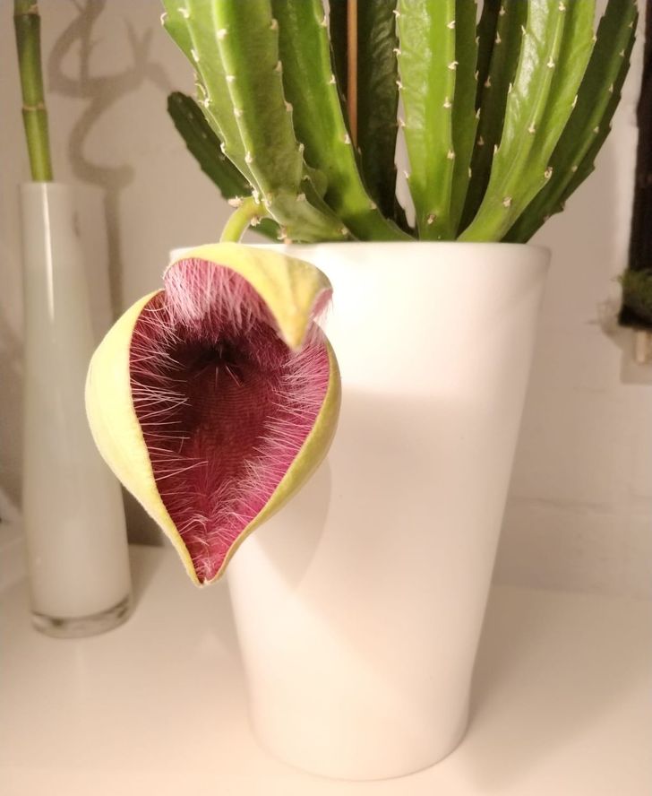 Illustration de l'article : Ces 15 surprises comme seule la nature peut en faire