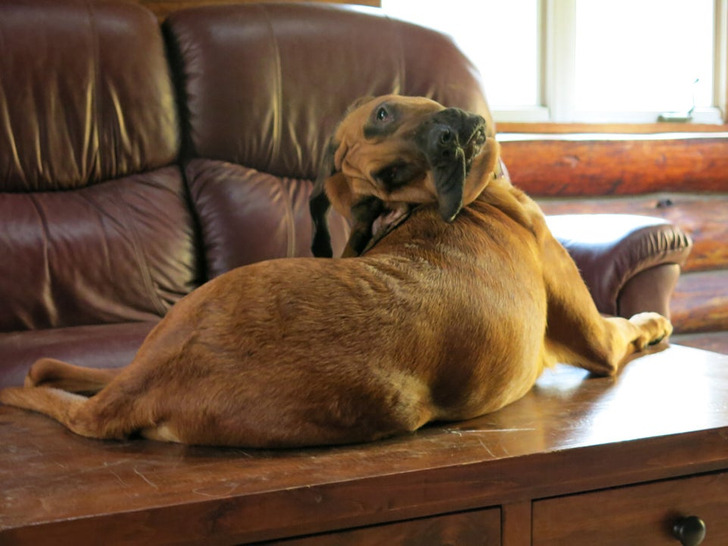 Illustration de l'article : Les joies du quotidien avec des animaux et des enfants en 20 clichés amusants