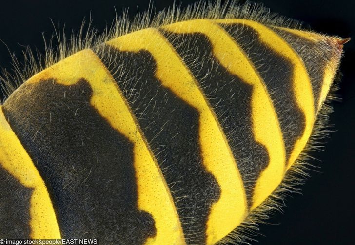 Illustration de l'article : Ces 16 photos vues au microscope pour mieux apprécier les détails