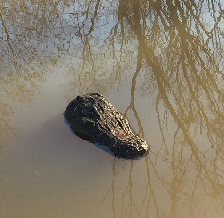 Illustration de l'article : Ces 25 photos font apparaître autre chose pour le cerveau