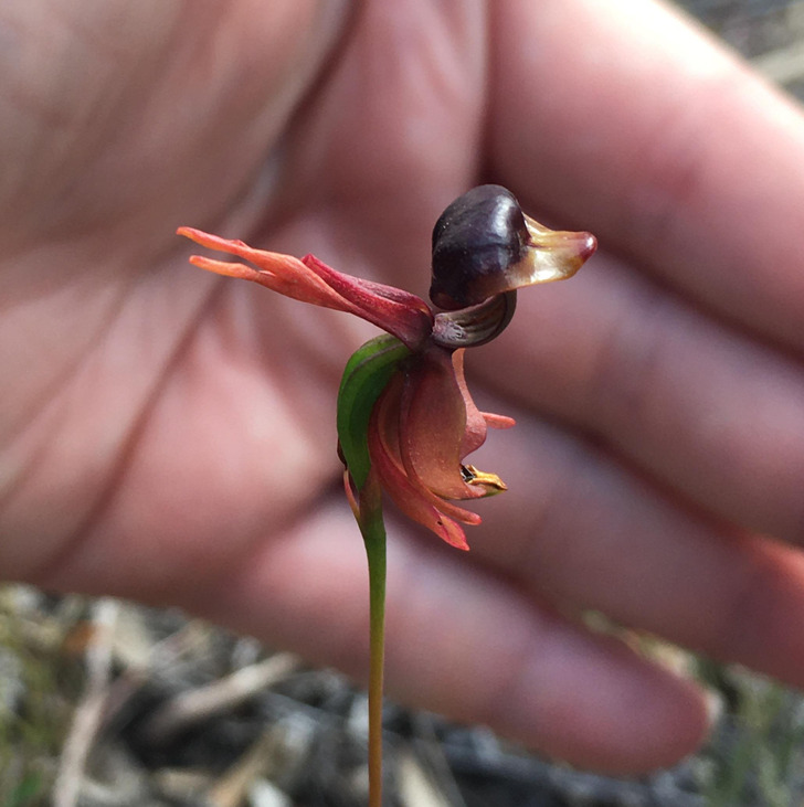 Illustration de l'article : Ces 16 choses inhabituelles créées par la nature